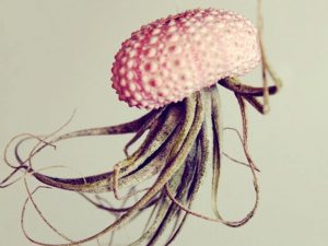 Hanging Jellyfish Plant | Million Dollar Gift Ideas