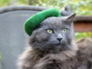 Hats For Cats 1
