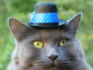 Hats For Cats | Million Dollar Gift Ideas