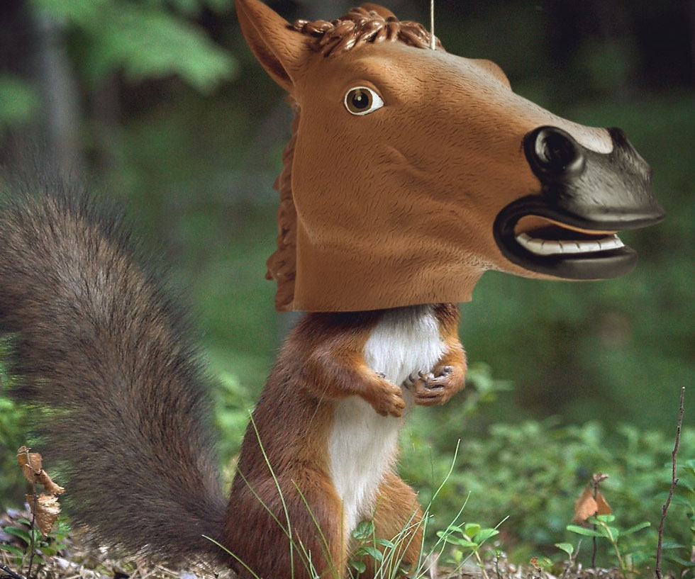Horse Head Squirrel Feeder 1