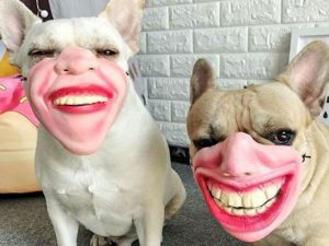 Human Face Dog Masks | Million Dollar Gift Ideas