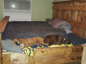 King Bed With Doggy Insert 1