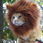 Lion Cat Hat 1