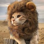 Lion Cat Hat