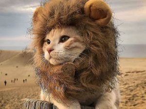 Lion Cat Hat | Million Dollar Gift Ideas