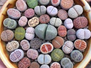 Lithop Succulent Stone Plants | Million Dollar Gift Ideas