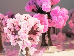 Magic Sakura Cherry Blossom Set | Million Dollar Gift Ideas