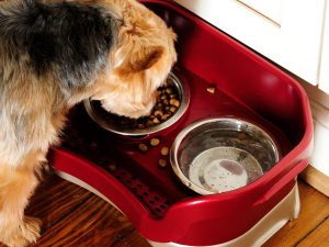 Mess Proof Elevated Pet Bowls | Million Dollar Gift Ideas