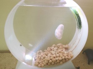 Mini Jelly Fish Tank 1