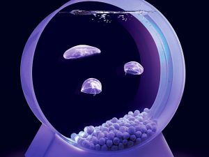 Mini Jelly Fish Tank | Million Dollar Gift Ideas