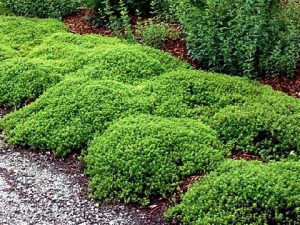 Mosquito Repelling Lemon Thyme Plant 1