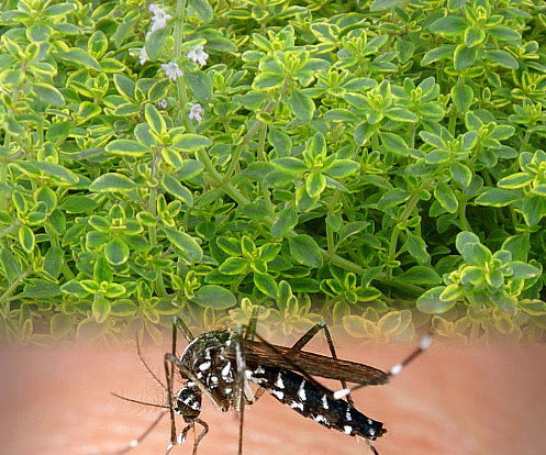 Mosquito Repelling Lemon Thyme Plant