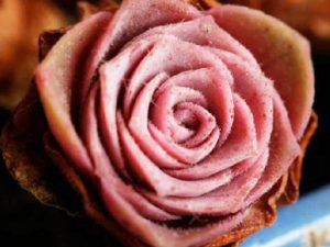 Mountain Rose Succulents | Million Dollar Gift Ideas