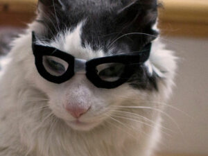 Nerd Glasses For Cats 1