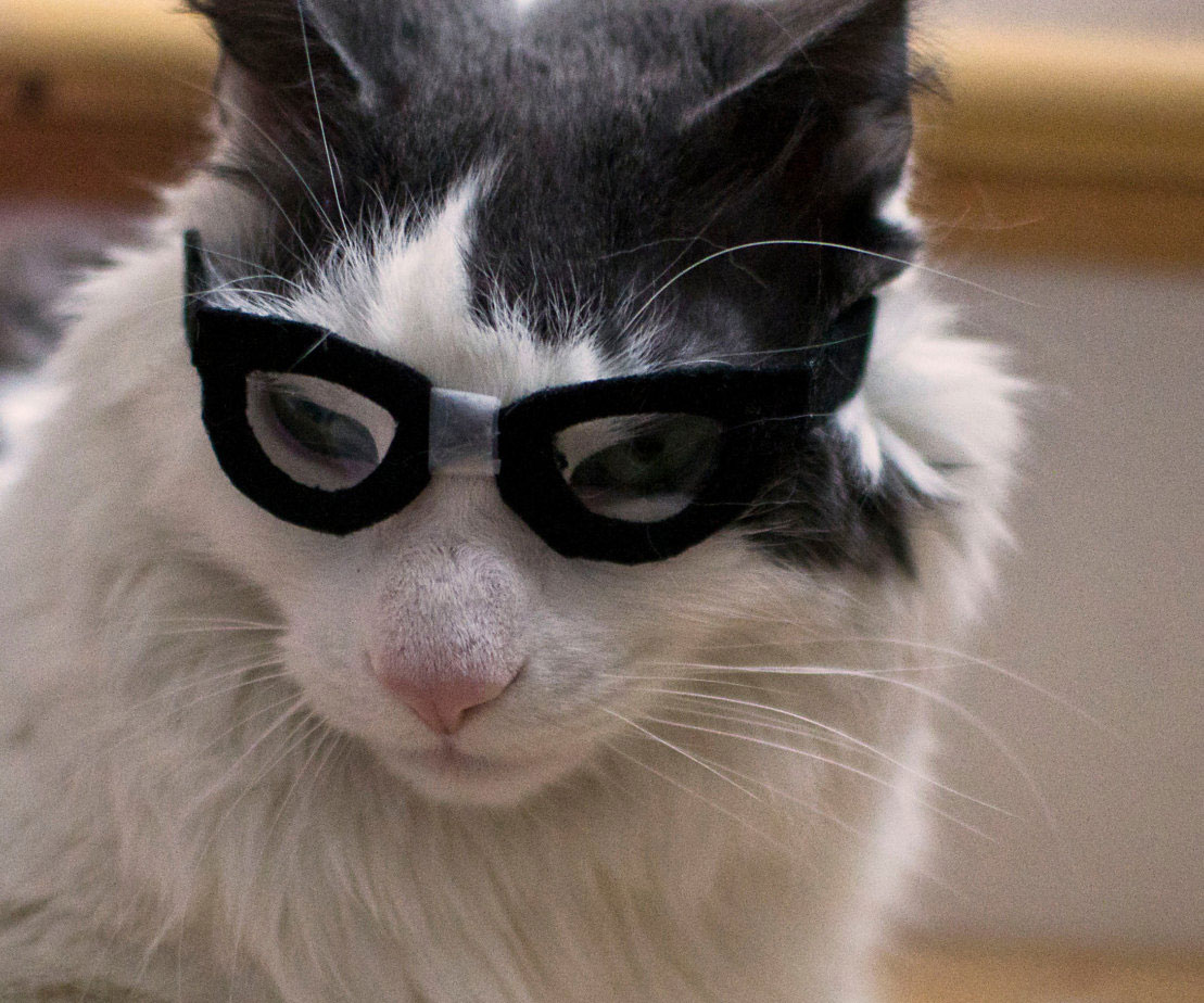 Nerd Glasses For Cats 1