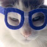 Nerd Glasses For Cats