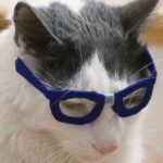 Nerd Glasses For Cats 2