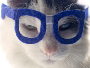 Nerd Glasses For Cats | Million Dollar Gift Ideas