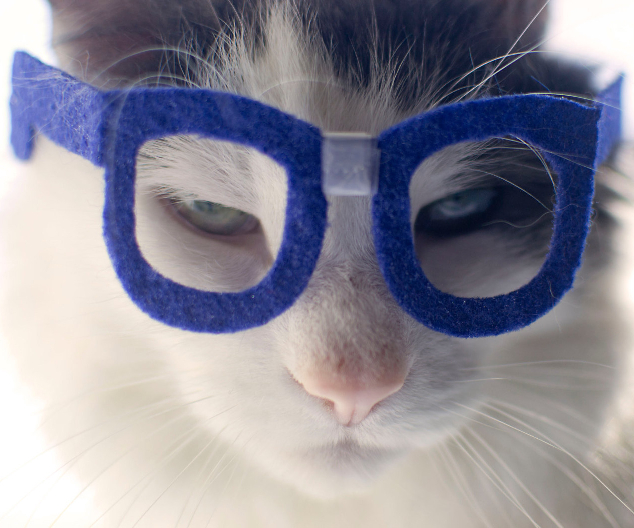 Nerd Glasses For Cats