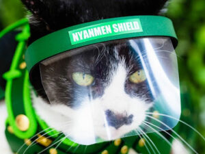 Nyanmen Cat Face Shield | Million Dollar Gift Ideas