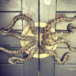 Octopus Door Handles