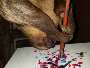 Paintings Made By Sloths | Million Dollar Gift Ideas