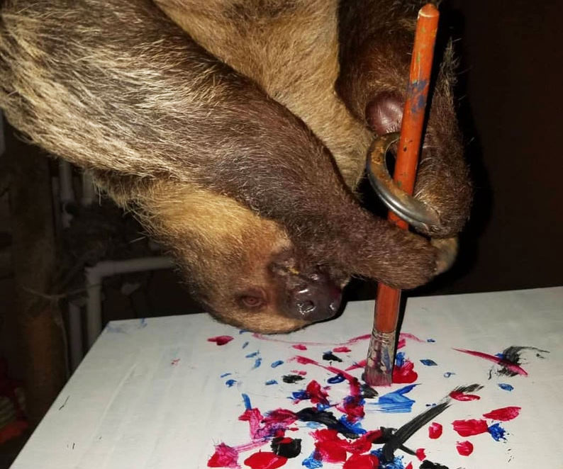 Paintings Made By Sloths