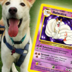 Personalized Pet Pokemon Cards 1