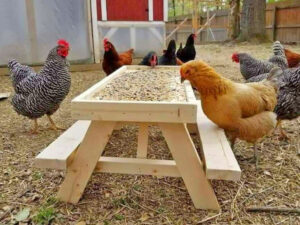 Picnic Table Chicken Feeder | Million Dollar Gift Ideas