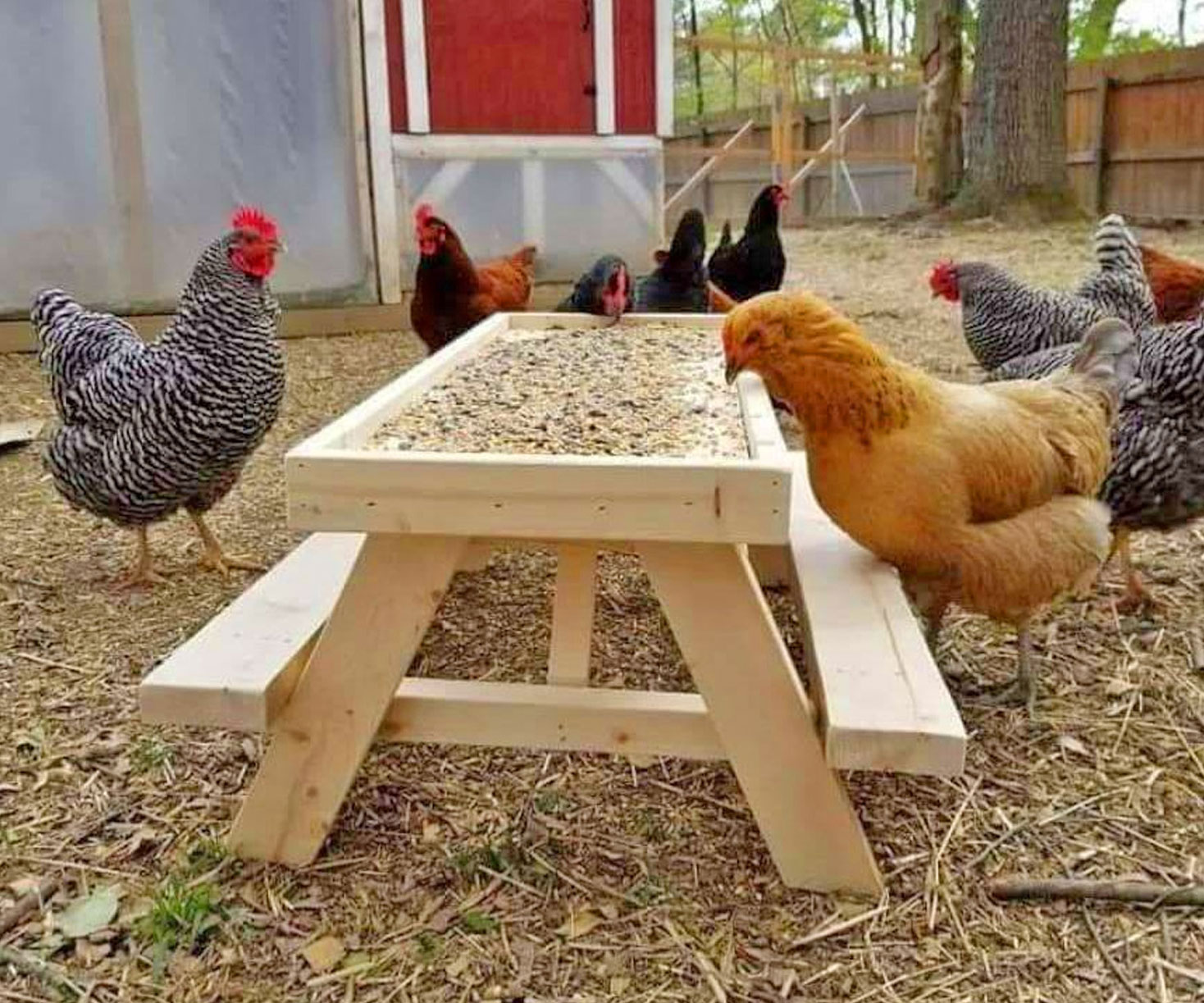 Picnic Table Chicken Feeder