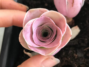 Pink Mountain Rose Succulent Plant 1