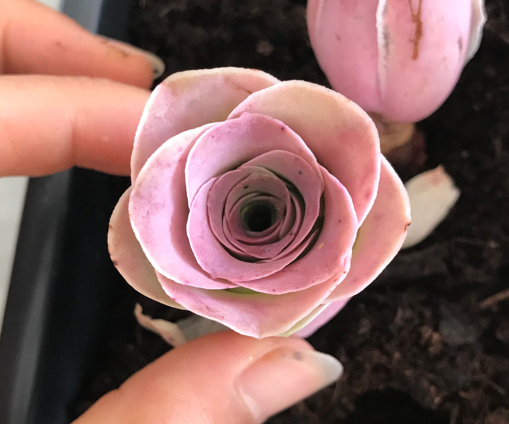 Pink Mountain Rose Succulent Plant 1