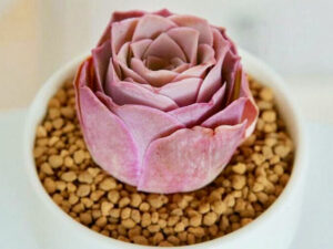 Pink Mountain Rose Succulent Plant | Million Dollar Gift Ideas