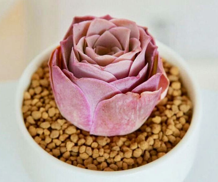 Pink Mountain Rose Succulent Plant