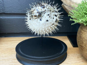 Porcupine Fish Bell Jar Display | Million Dollar Gift Ideas