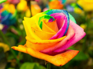 Rainbow Colored Roses 1