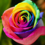 Rainbow Colored Roses