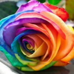 Rainbow Colored Roses 2