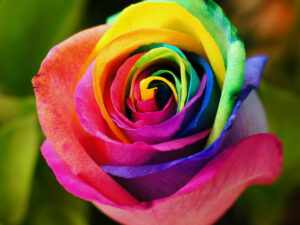 Rainbow Colored Roses | Million Dollar Gift Ideas