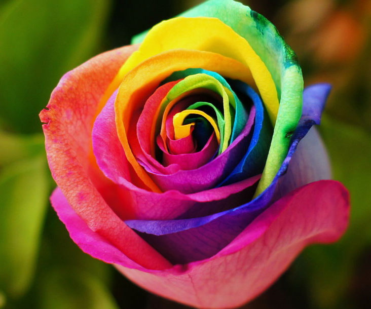 Rainbow Colored Roses