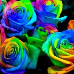 Rainbow Rose Seeds