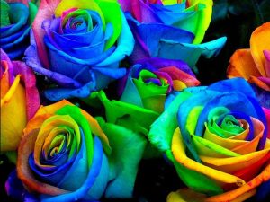 Rainbow Rose Seeds | Million Dollar Gift Ideas