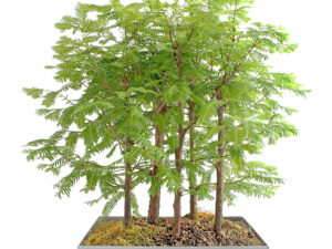 Redwood Bonsai Mini Forest | Million Dollar Gift Ideas