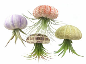 Sea Urchin Air Plant Jellyfish | Million Dollar Gift Ideas