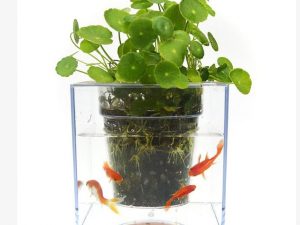 Self-Watering Fish Tank Flowerpot | Million Dollar Gift Ideas