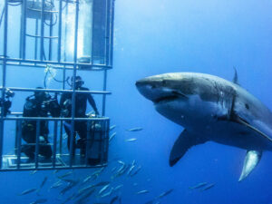 Shark Cage Diving Experience | Million Dollar Gift Ideas