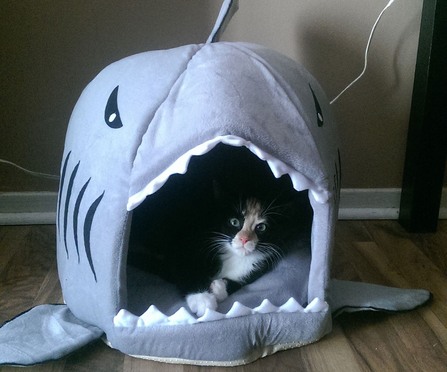 Shark Pet Bed 1
