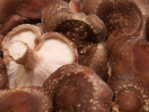 Shiitake Mushroom Growing Kit 1
