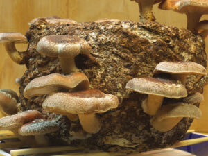 Shiitake Mushroom Growing Kit | Million Dollar Gift Ideas