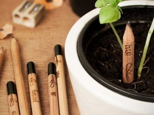 Sprout Pencils | Million Dollar Gift Ideas